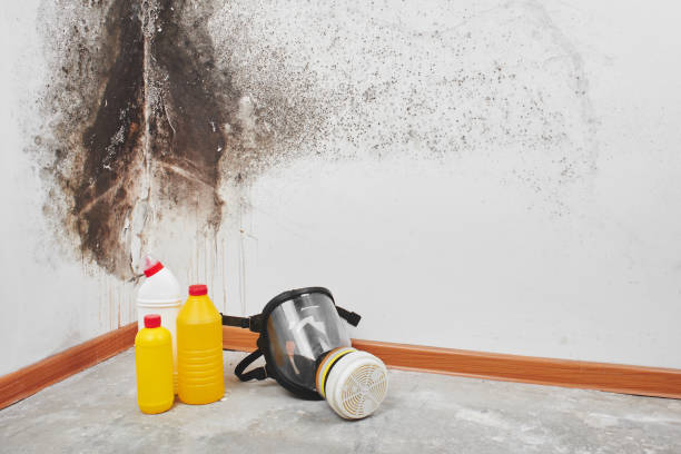 Best Certified Mold Removal  in Viola, IL