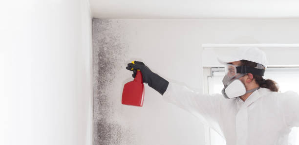Mold Removal Process in Viola, IL